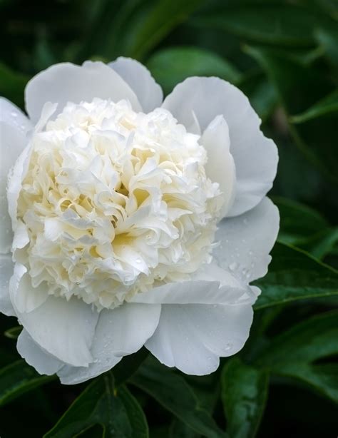 White Peony Tea: Benefits, Taste, and Recipe.